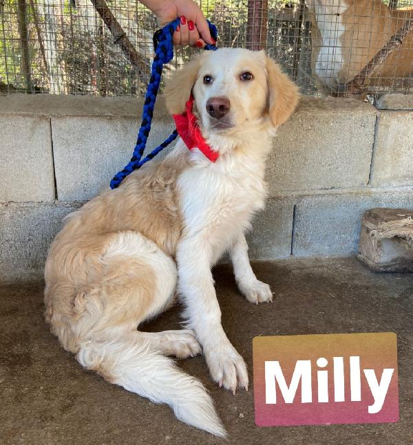 Milly Cucciola Simil Golden/Breton